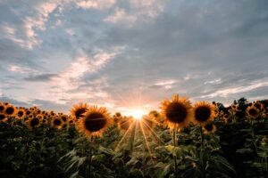 pascal-debrunner-43rqnV_ZfC4-unsplash