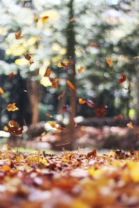 autumn-mott-rodeheaver-SPd9CSoWCkY-unsplash