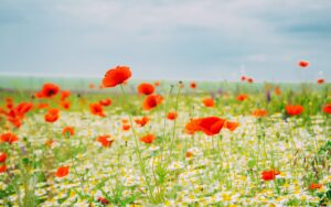 andreea-popescu-YucGL8SZkIg-unsplash