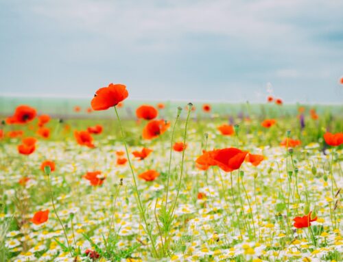 May 2023 Newsletter
