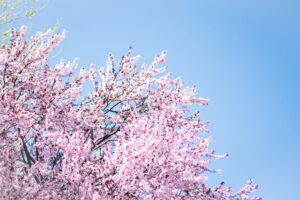 jake-weirick-3t3fzBDJ9Vg-unsplash