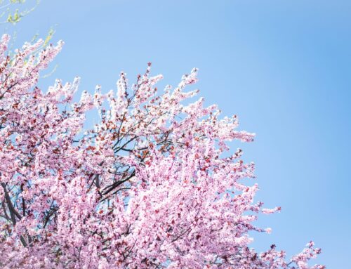 April 2025 Newsletter